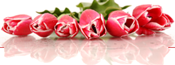 Valentines Day Header | Tulips